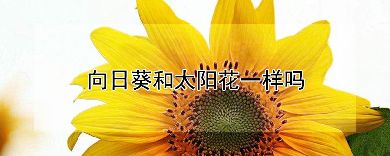 向日葵和太阳花一样吗（向日葵和太阳花一样吗怎么养）