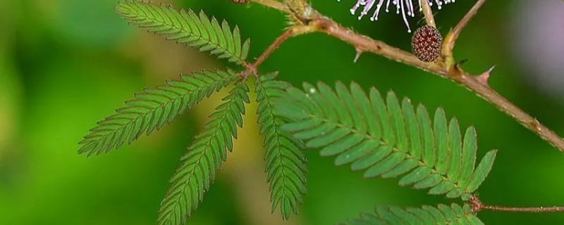 含羞草花籽怎么种 含羞草花籽怎么种植方法