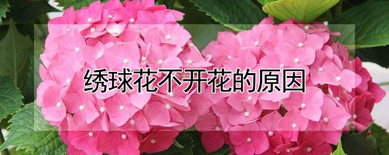 绣球花不开花的原因（绣球花不开花的原因及处理方法视频）