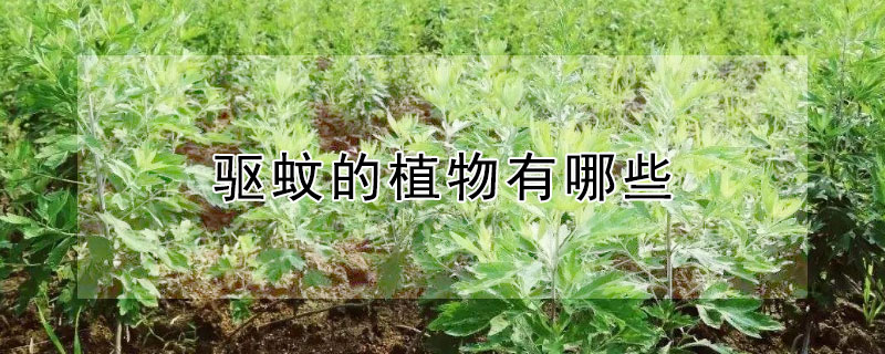 驱蚊的植物有哪些 驱蚊的植物有哪些有用吗