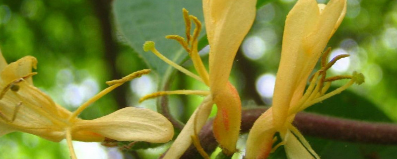 金银花种植方法及时间（金银花的种植方法和时间）