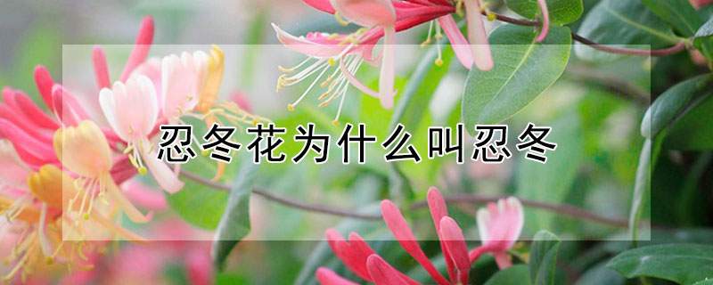 忍冬花为什么叫忍冬（忍冬花为什么叫忍冬呢）