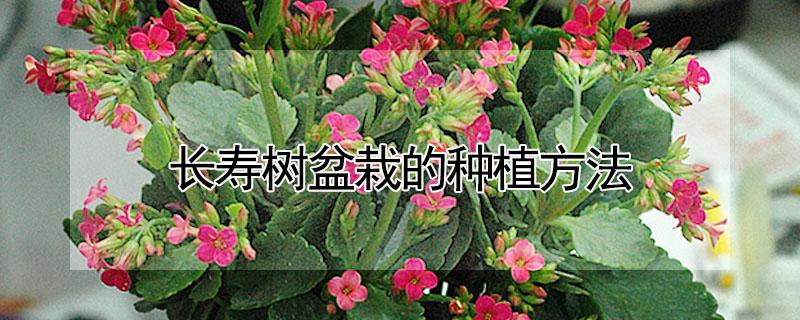 长寿树盆栽的种植方法（盆栽长寿花）