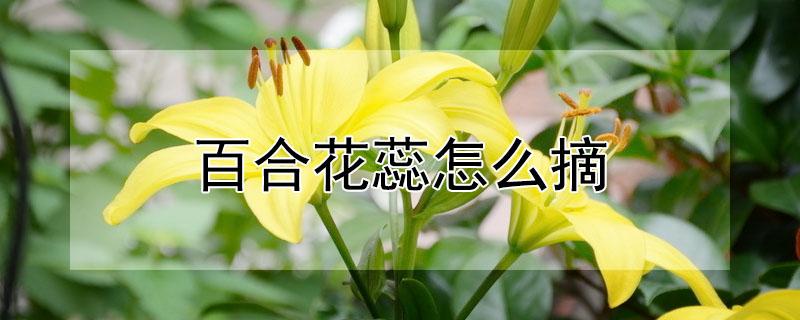 百合花蕊怎么摘 百合花蕊怎么摘掉