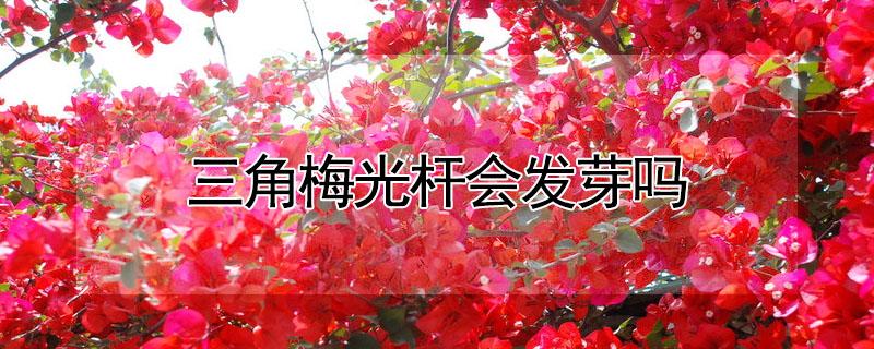 三角梅光杆会发芽吗（三角梅 光杆）