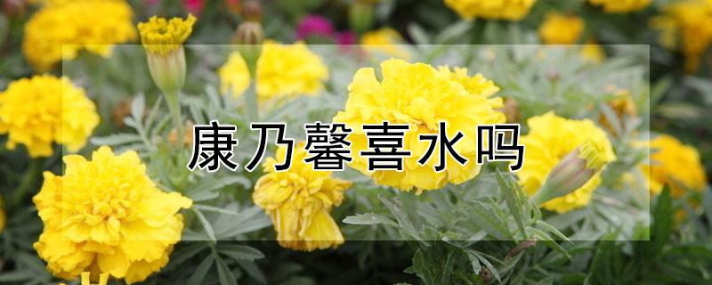 康乃馨喜水吗 康乃馨喜欢浇水吗