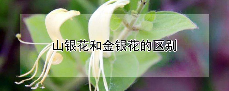 山银花和金银花的区别（山银花和金银花的区别是什么）