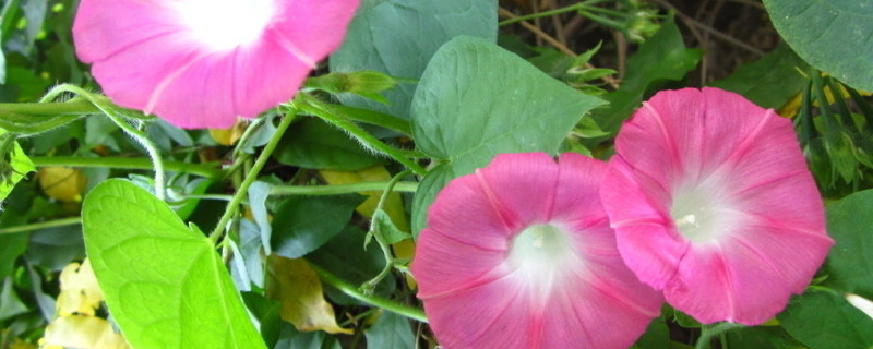 牵牛花夏天可以发芽么（牵牛花夏天会死吗）