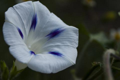 牵牛花冬天在室外根能冻死吗