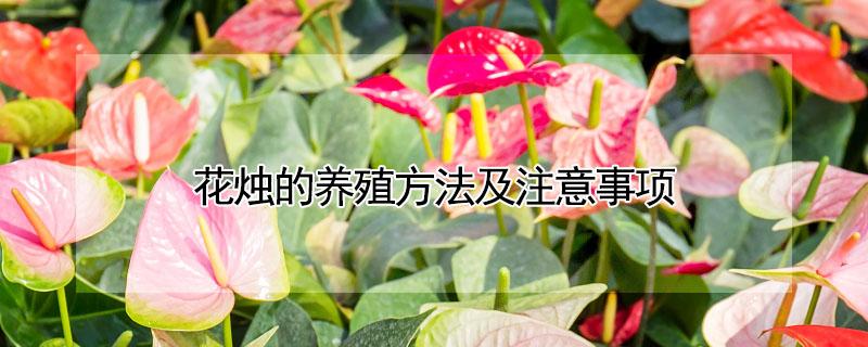 花烛的养殖方法及注意事项 花烛的养殖方法及注意事项叶子发黄枯干怎么办