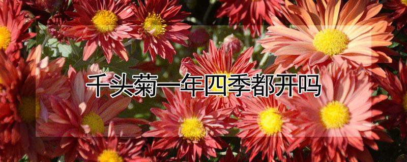 千头菊一年四季都开吗（千头菊一年四季都开吗怎么养）