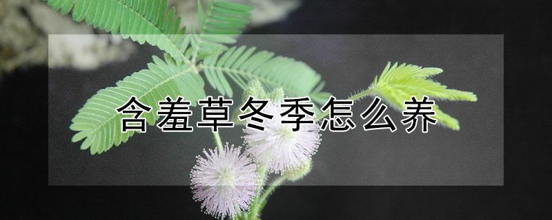 含羞草冬季怎么养 含羞草冬季怎么养护和管理