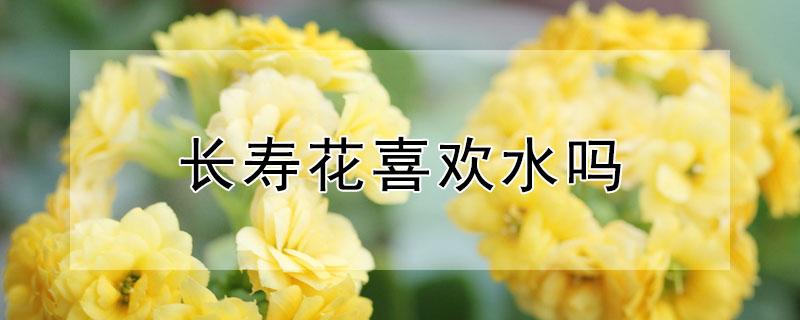 长寿花喜欢水吗（长寿花喜欢水吗?）