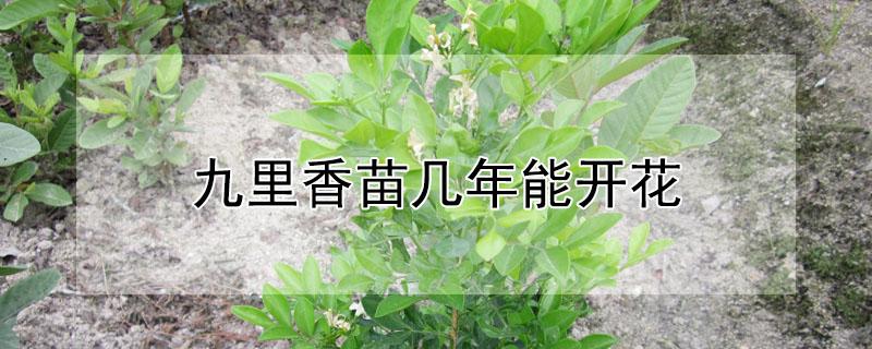 九里香苗几年能开花（九里香花苗几年能开花）