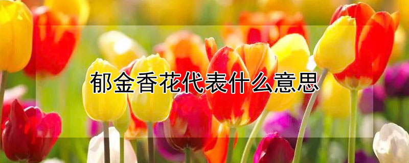 郁金香花代表什么意思（郁金香花代表什么意思和含义呢）