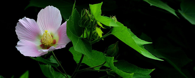 盆栽木芙蓉多高打顶（木芙蓉盆栽种植）