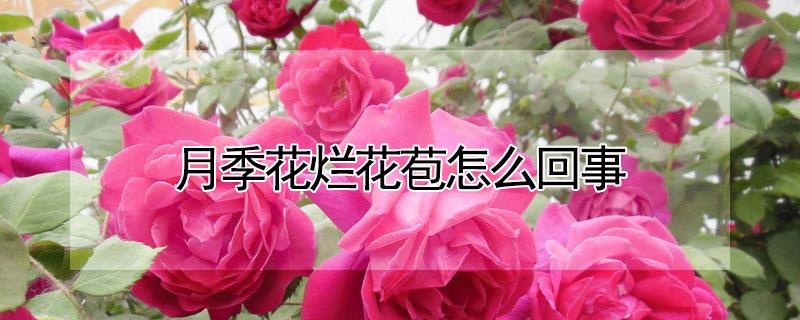 月季花烂花苞怎么回事 月季花苞烂了