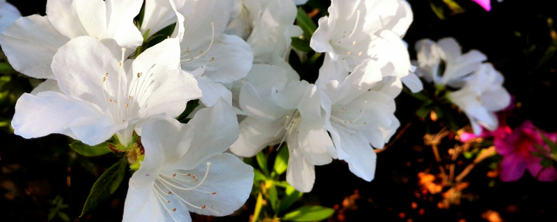 杜鹃花是宿根花卉吗 杜鹃花是宿根花卉吗图片