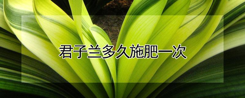 君子兰多久施肥一次 君子兰多久施肥一次用什么肥料?