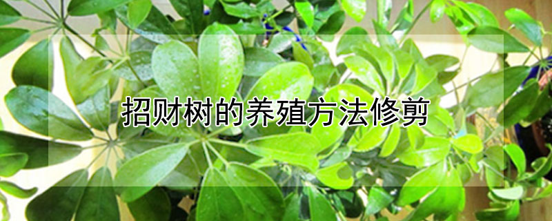 招财树的养殖方法修剪（招财树的养殖方法修剪图片）