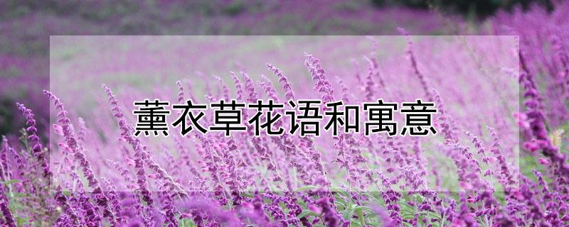 薰衣草花语和寓意（紫色薰衣草花语和寓意）