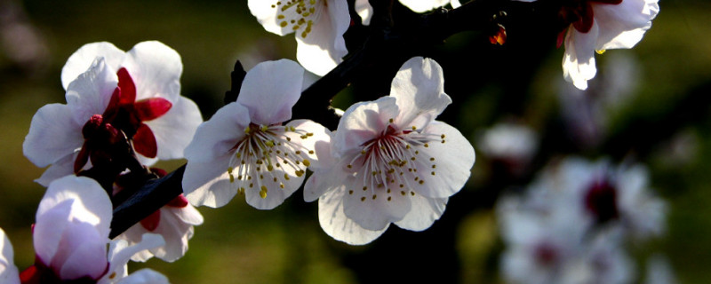 梅花几月份开花（梅花几月份开花一年开几次）