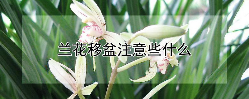 兰花移盆注意些什么（兰花移盆注意些什么细节）