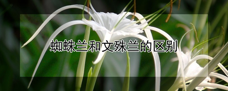 蜘蛛兰和文殊兰的区别（蜘蛛兰和文殊兰的区别在哪）