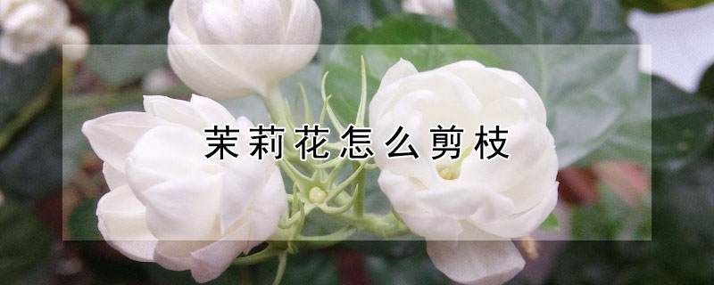 茉莉花怎么剪枝（茉莉花怎么剪枝开花）