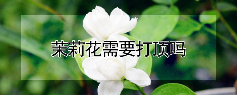 茉莉花需要打顶吗 茉莉花需要打顶吗?