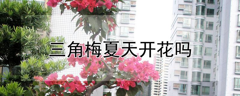 三角梅夏天开花吗 三角梅夏天开花吗?在北方