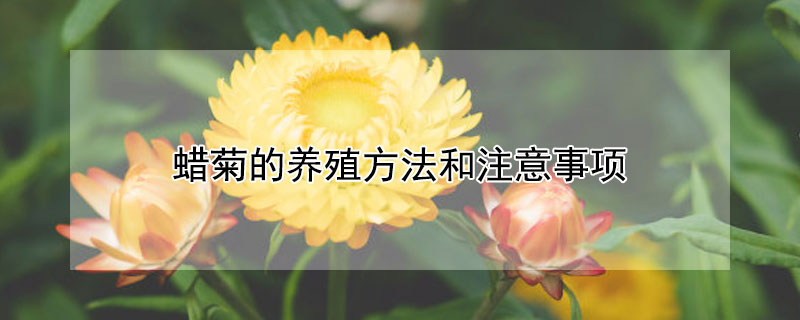 蜡菊的养殖方法和注意事项（蜡菊的养殖方法和注意事项图片）