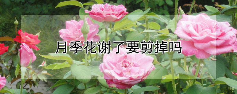 月季花谢了要剪掉吗（月季花谢了要剪掉吗视频）