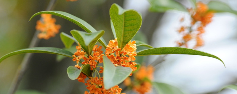 桂花什么时候剪枝 桂花什么时候剪枝合适