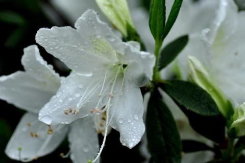 杜鹃花几月开花