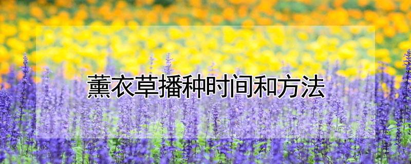 薰衣草播种时间和方法 薰衣草播种时间和方法图片