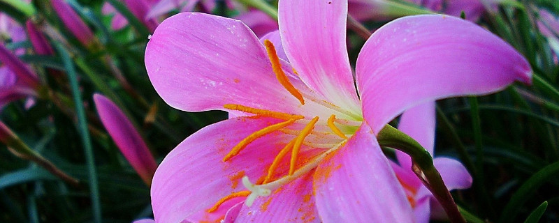 百合花长花苞后应该多浇水吗 百合花长花苞后应该多浇水吗