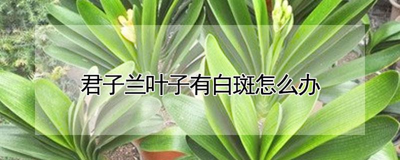 君子兰叶子有白斑怎么办 君子兰叶子长白点儿了咋办啊