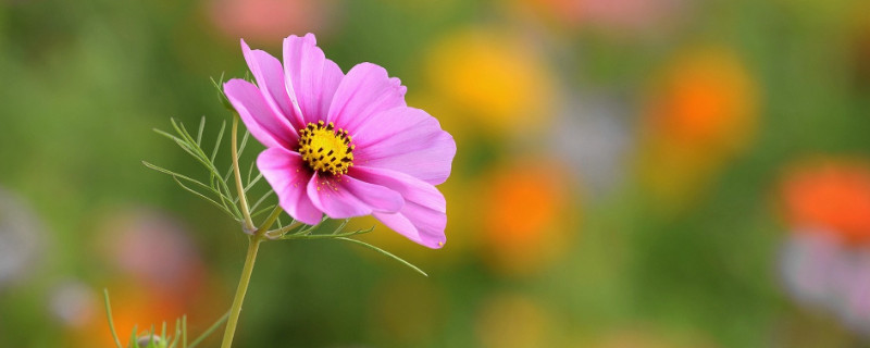 菊花秋天开吗（菊花秋天开花）