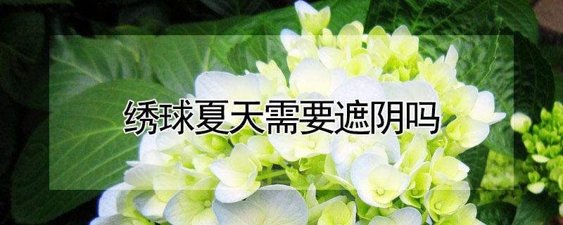 绣球夏天需要遮阴吗（绣球夏天要遮阳吗）