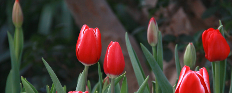 郁金香春节开花吗 郁金香春节开花怎么种植