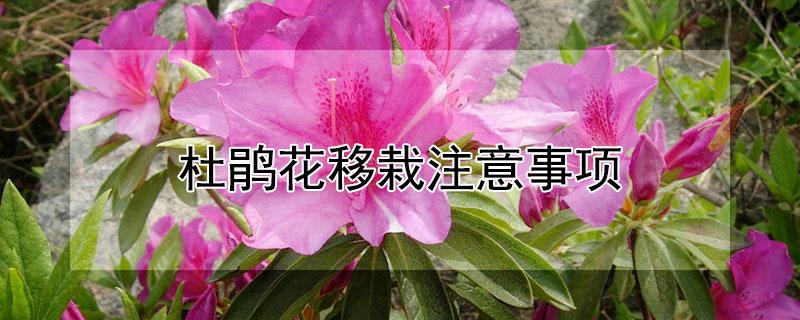 杜鹃花移栽注意事项（杜鹃花移栽后怎样管理）