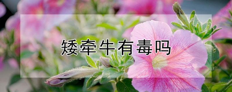 矮牵牛有毒吗（矮牵牛有毒吗?）