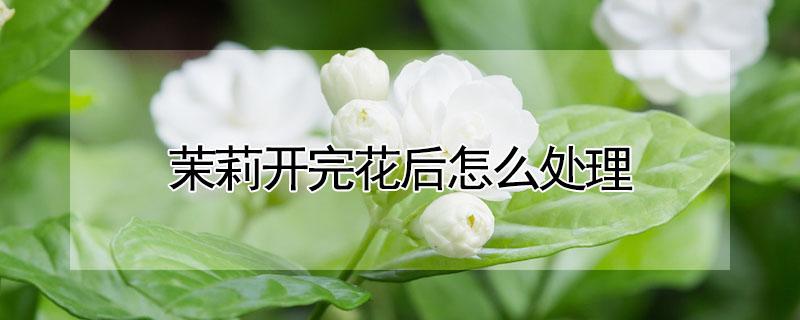 茉莉开完花后怎么处理 茉莉开完花后怎么处理干净