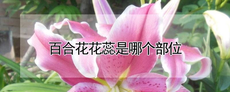 百合花花蕊是哪个部位（百合花花蕊是哪个部位的花）