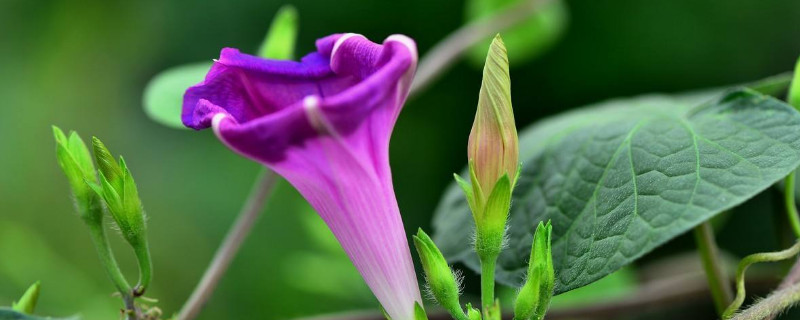 牵牛花怕雨水吗（牵牛花怕冷吗）