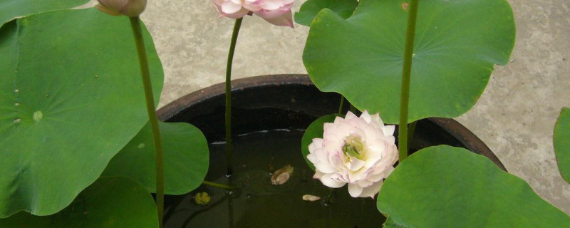 大水缸里荷花藕怎么种 大水缸里荷花藕怎么种的