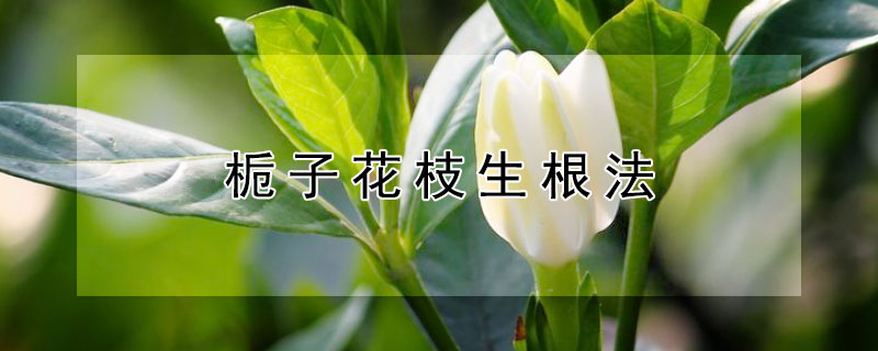 栀子花枝生根法 栀子花枝怎样生根