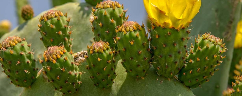 仙人掌是植物吗 仙人掌属于什么类别植物