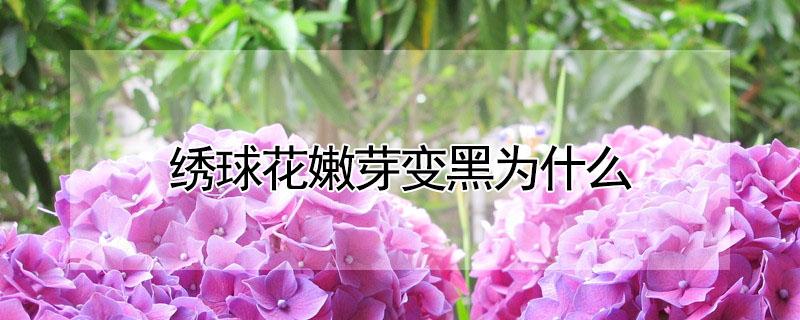 绣球花嫩芽变黑为什么（绣球花芽点发黑怎么回事）